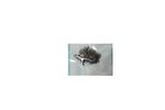 Q301LA-SCREWS Asus Screws Kit Q301LA-BSI5T17