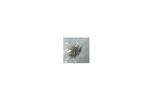 XE303C12SCREWS Samsung Cpu,Heatsink XE303C12- A01US